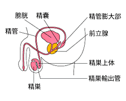 ヒトのペニス(陰茎)の構造